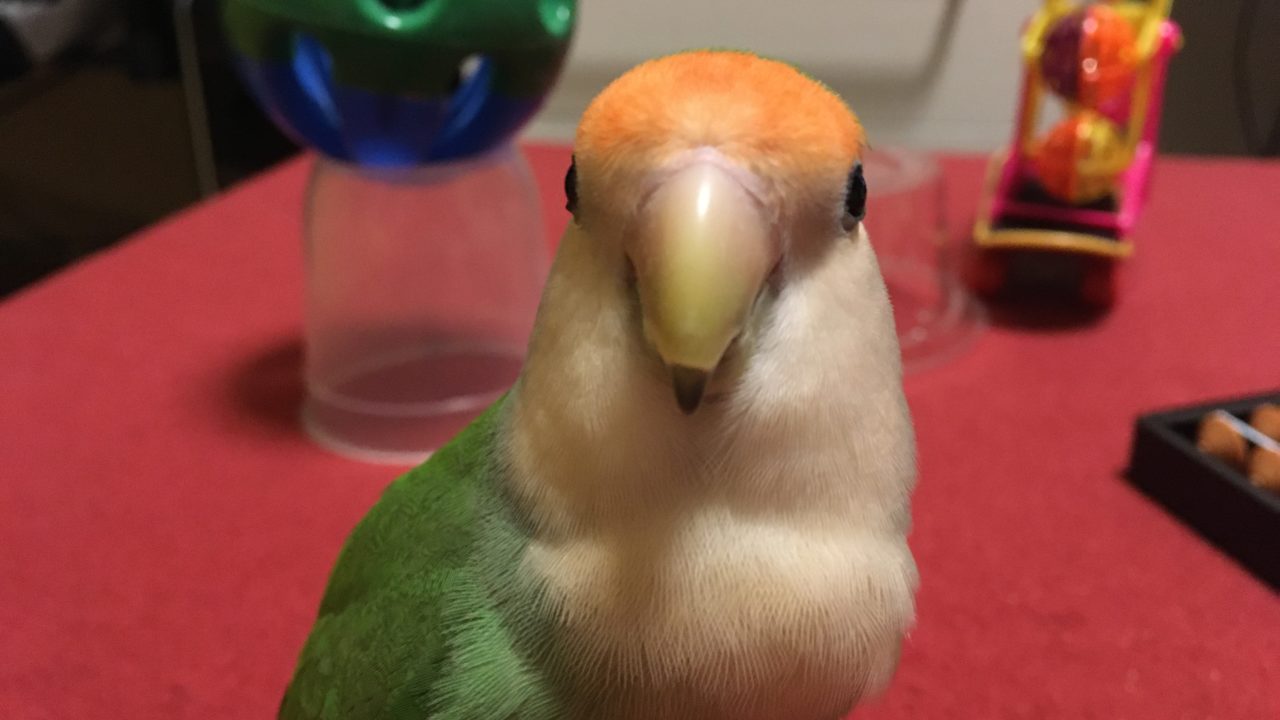 コザクラインコ 鳴き声 大きさ